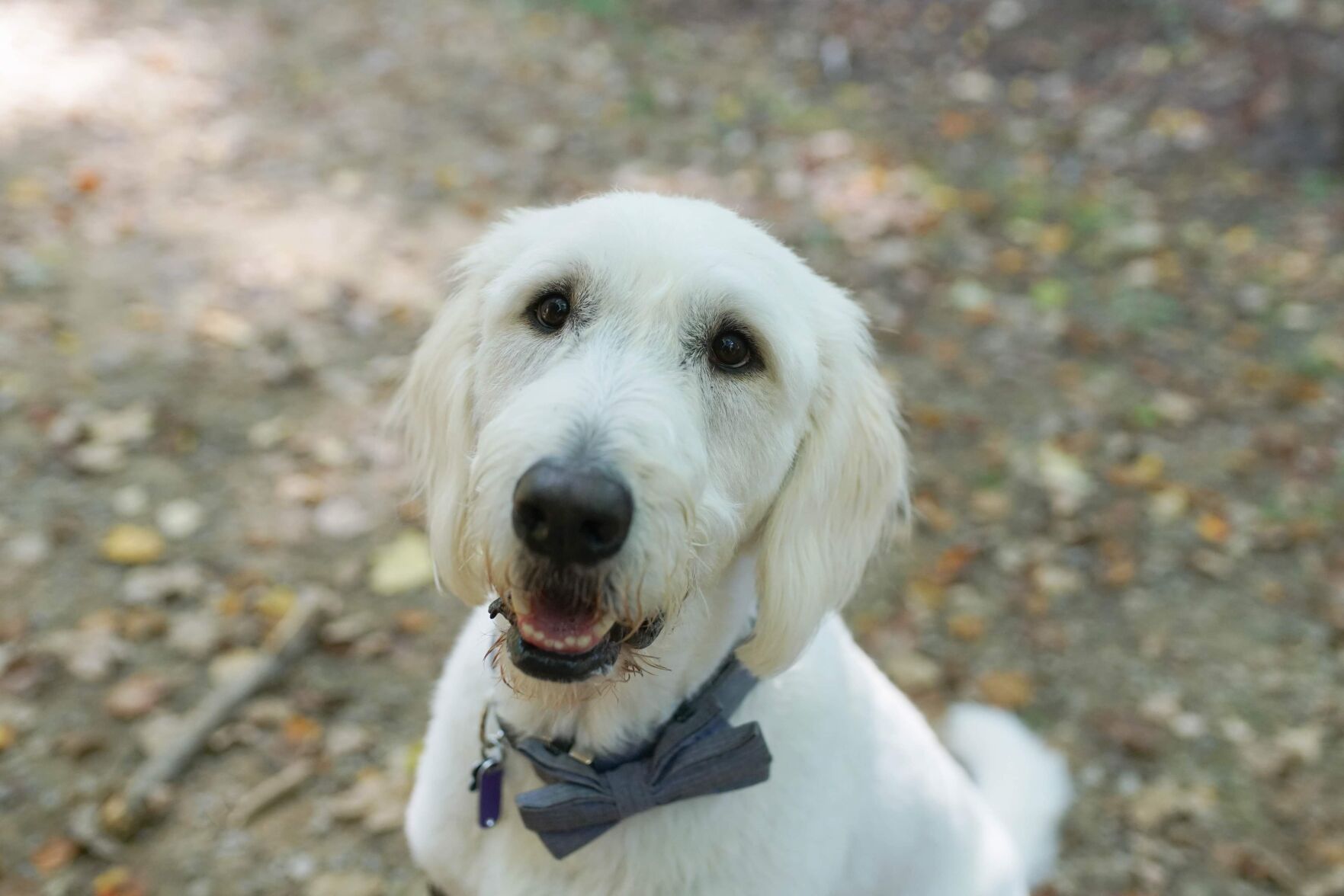 Hearts of Gold Service Dogs: Titan